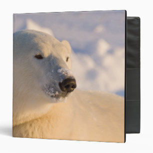 Canada, Manitoba, Hudson Bay Polar Bear Binder