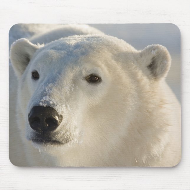 Canada, Manitoba, Hudson Bay | Polar Bear Mouse Pad (Front)