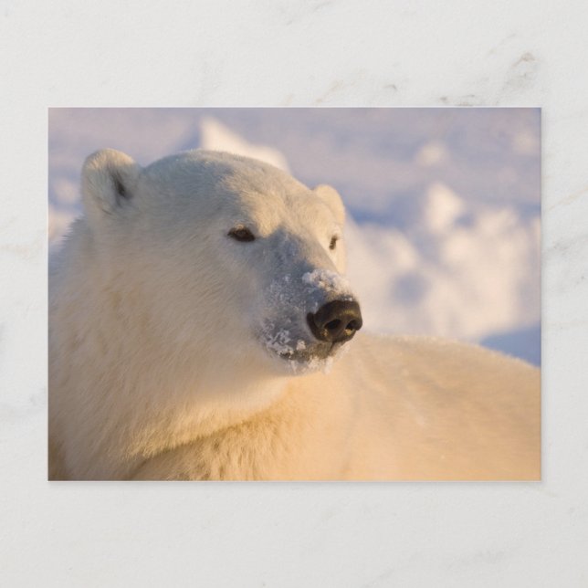 Canada, Manitoba, Hudson Bay | Polar Bear Postcard (Front)