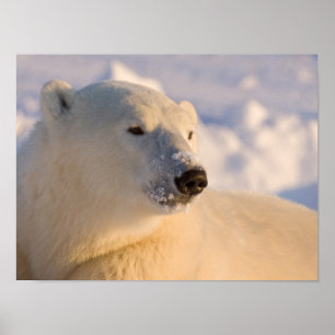 Canada, Manitoba, Hudson Bay Polar Bear Poster