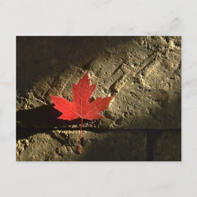 Canada Maple Leaf Postcard (Front)