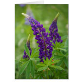 Canada, New Brunswick, . (Front)