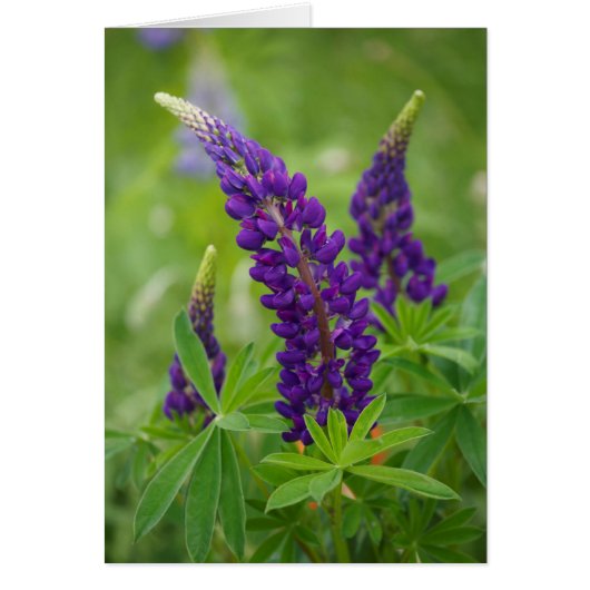 Canada, New Brunswick, . Cards (Front)