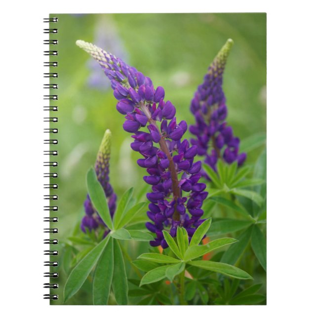 Canada, New Brunswick, . Notebook (Front)