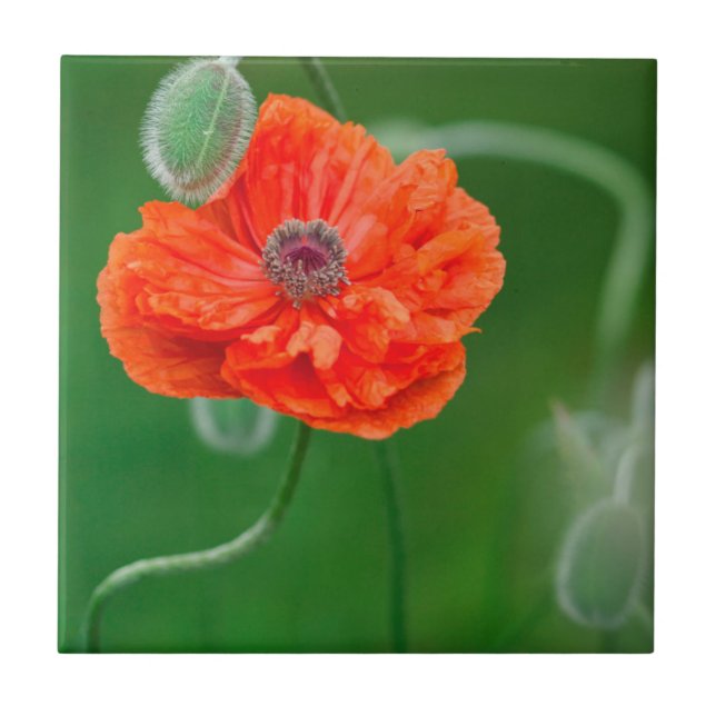 Canada, New Brunswick, , Tile (Front)