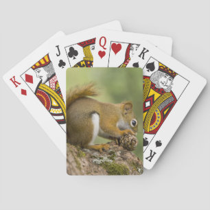 Canada, Nova Scotia, Halifax. Public Gardens, Poker Cards