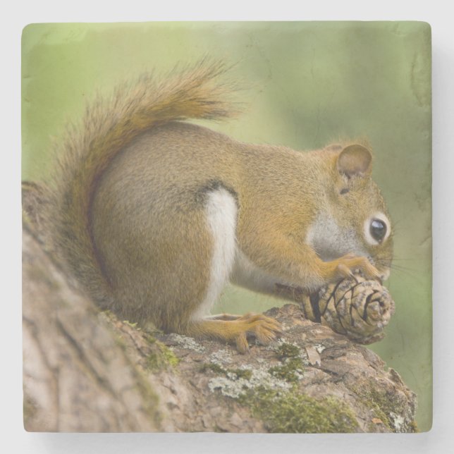 Canada, Nova Scotia, Halifax. Public Gardens, Stone Coaster (Front)