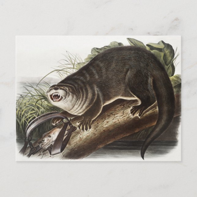 Canada Otter (Lutra Canadensis) Illustration Postcard (Front)