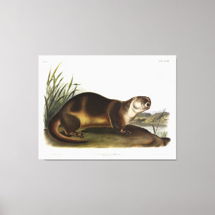 Canada Otter, North American River Otter - Audubon Canvas Print