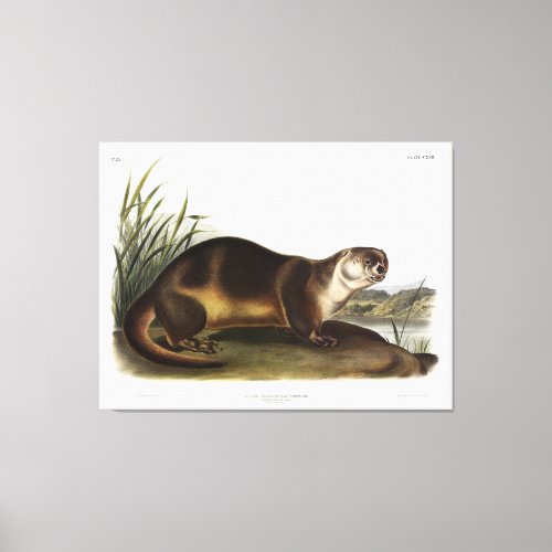 Canada Otter North American River Otter _ Audubon Canvas Print