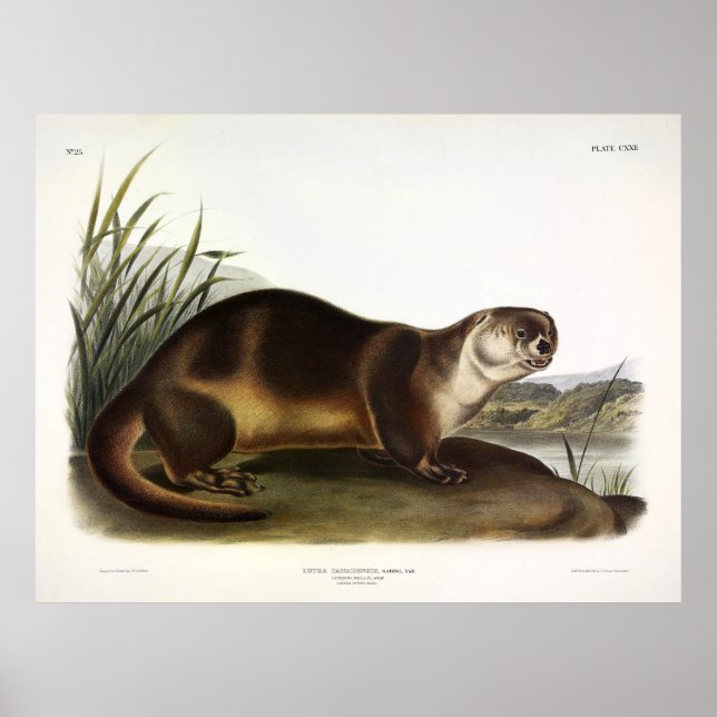 Canada Otter, North American River Otter - Audubon Poster (Front)