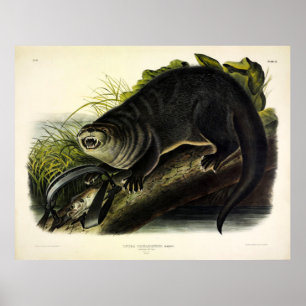 Canada Otter (River Otter) - Audubon's Quadrupeds Poster