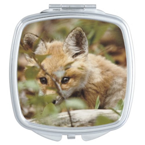 Canada Point Pelee National Park Young red fox Compact Mirror