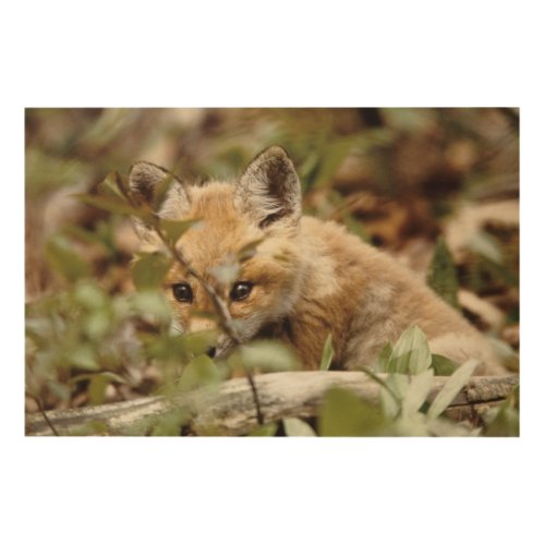 Canada Point Pelee National Park Young red fox Wood Wall Decor