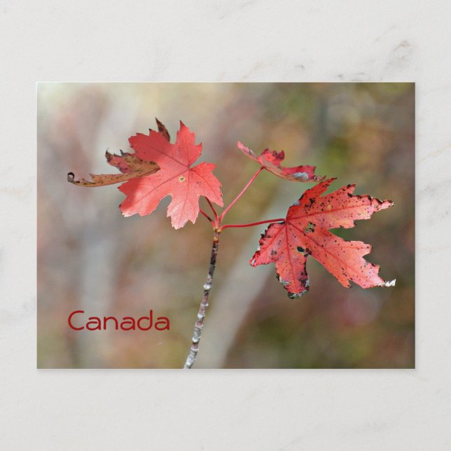 Canada Post Card - Maple Leaves (Front)