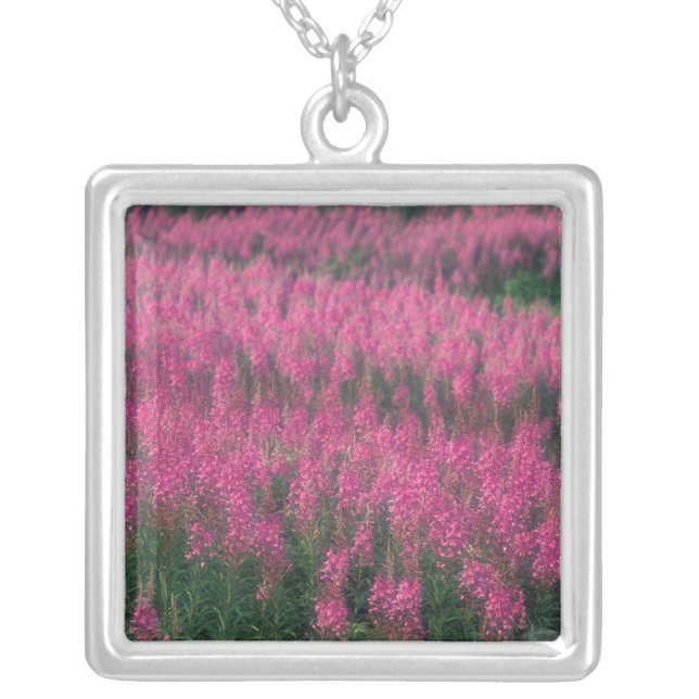 Canada, Quebec, Gaspe. Purple Lythrum Flowers, Silver Plated Necklace (Front)