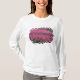 Canada, Quebec, Gaspe. Purple Lythrum Flowers, T-Shirt