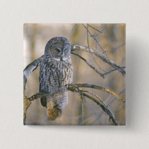 Canada, Quebec. Great gray owl perched on tree Button