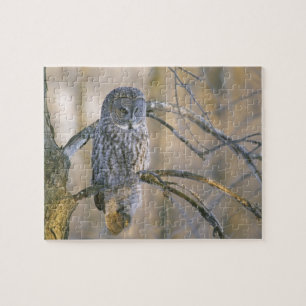 Canada, Quebec. Great gray owl perched on tree Jigsaw Puzzle