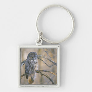 Canada, Quebec. Great gray owl perched on tree Keychain