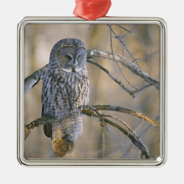 Canada, Quebec. Great gray owl perched on tree Metal Ornament (Front)