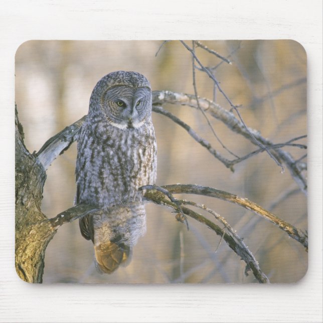 Canada, Quebec. Great gray owl perched on tree Mouse Pad (Front)