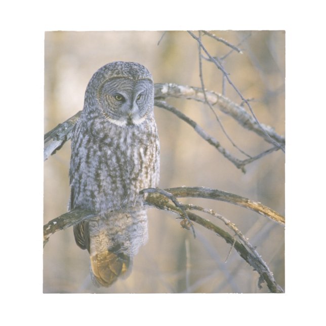 Canada, Quebec. Great gray owl perched on tree Notepad (Front)