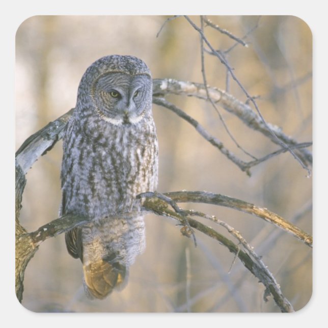 Canada, Quebec. Great gray owl perched on tree Square Sticker (Front)