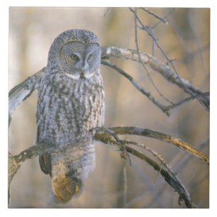 Canada, Quebec. Great gray owl perched on tree Tile
