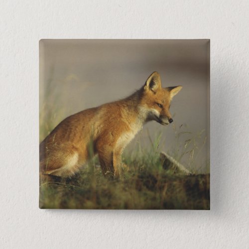 Canada Quebec Red fox cub at sunrise Credit Button