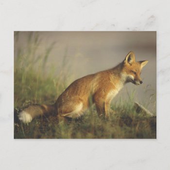Canada  Quebec. Red Fox Cub At Sunrise. Credit Postcard by theworldofanimals at Zazzle