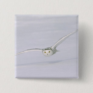 Canada, Quebec. Snowy owl flies low over snow. Button