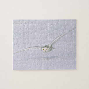 Canada, Quebec. Snowy owl flies low over snow. Jigsaw Puzzle