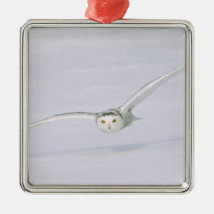 Canada, Quebec. Snowy owl flies low over snow. Metal Ornament