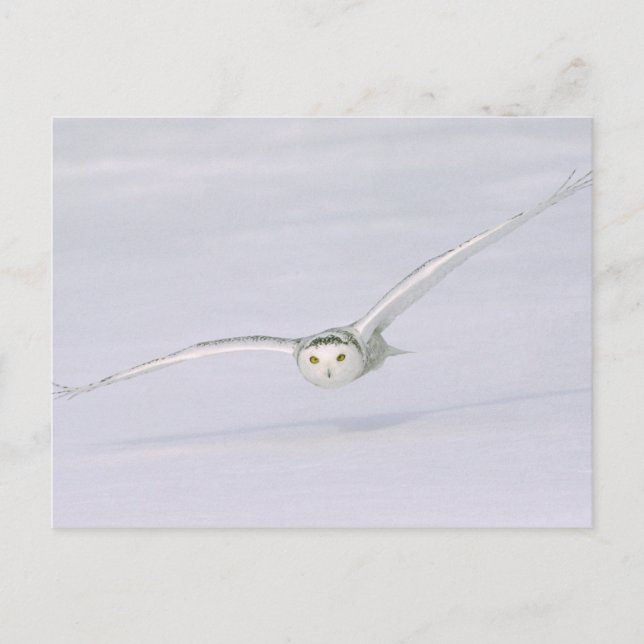 Canada, Quebec. Snowy owl flies low over snow. Postcard (Front)