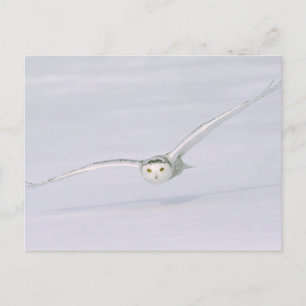 Canada, Quebec. Snowy owl flies low over snow. Postcard