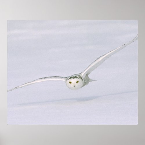 Canada Quebec Snowy owl flies low over snow Poster