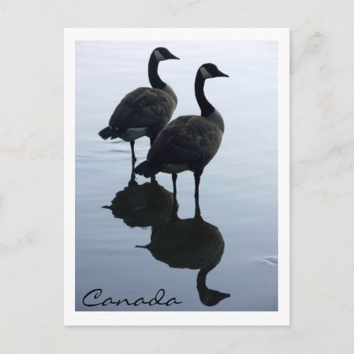 Canada Souvenir Postcards Canada Geese Cards