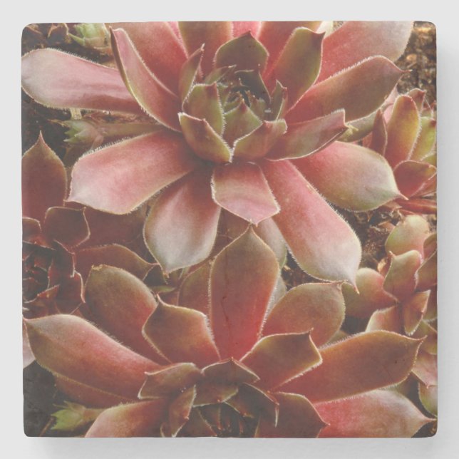 Canada, . Succulent plant Stone Coaster (Front)