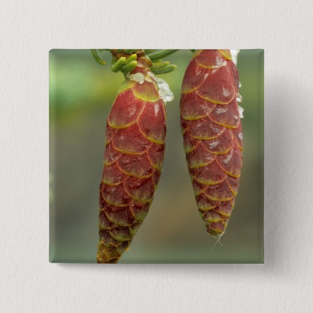 Canada, Yukon, Black Spruce Cones Pinback Button (Front)