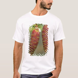 Canada, Yukon, Black Spruce Cones T-Shirt