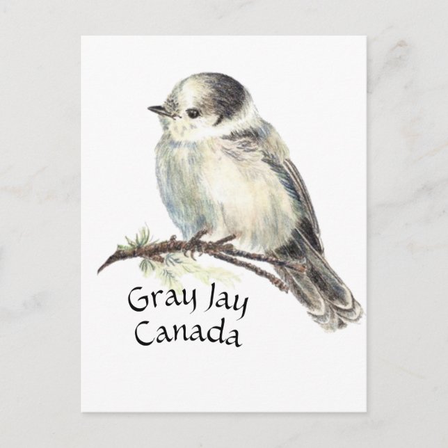 Canada's National Bird Gray Gray Jay, Whiskey Jack Postcard (Front)