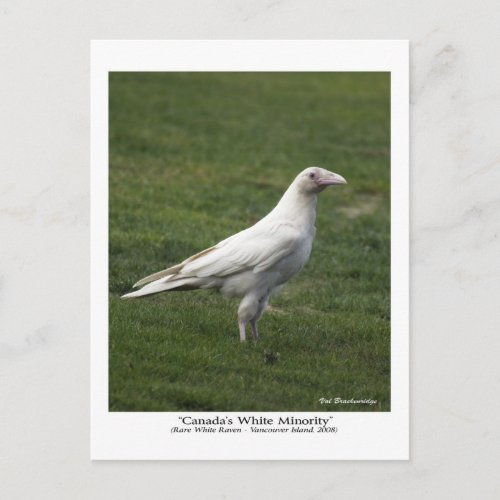 Canadas White Minority Rare White Raven Postcard