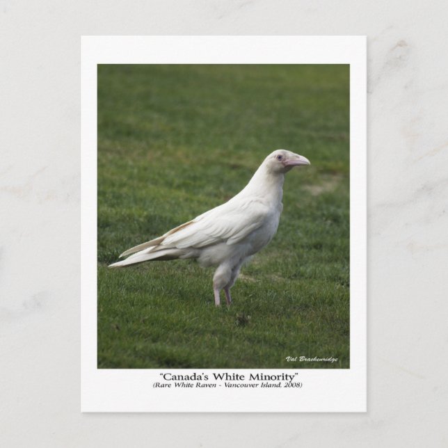 Canada's White Minority, Rare White Raven Postcard (Front)