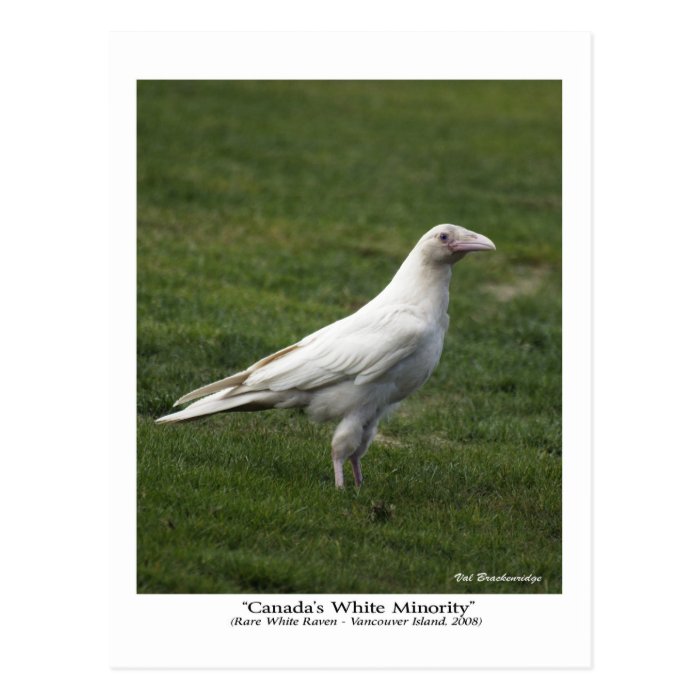 Canada's White Minority, Rare White Raven Postcard