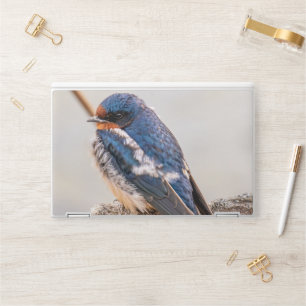 Canadian Avian Wonders: Blue Barn Swallow HP Laptop Skin
