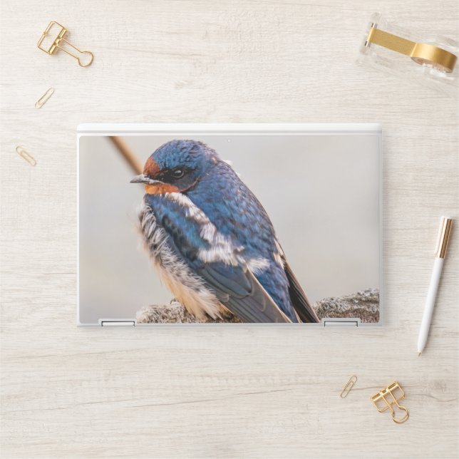 Canadian Avian Wonders: Blue Barn Swallow HP Laptop Skin (Desk)