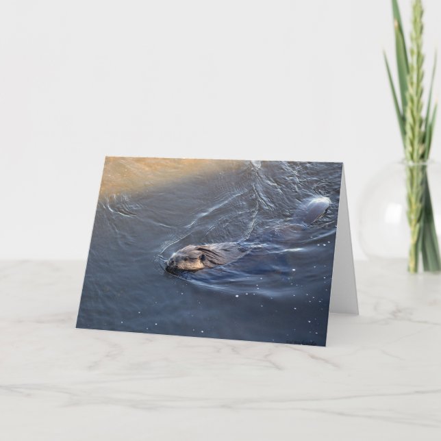 Canadian Beaver Wildlife Greeting Card (Front)