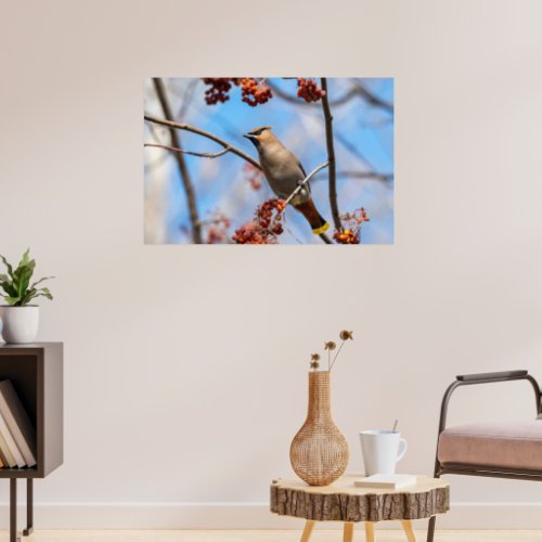 Canadian Bird Brown Bohemian Waxwing Poster