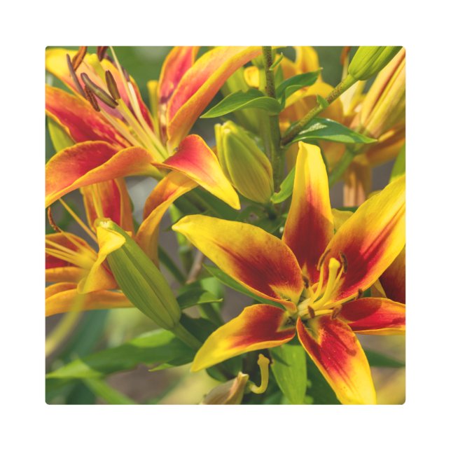 Canadian Daylily, Orange Flower Metal Print (Front)